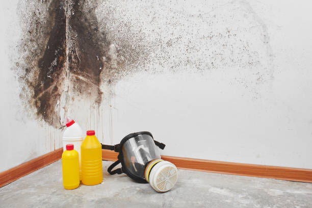 Best Emergency Mold Remediation in Centerville, UT