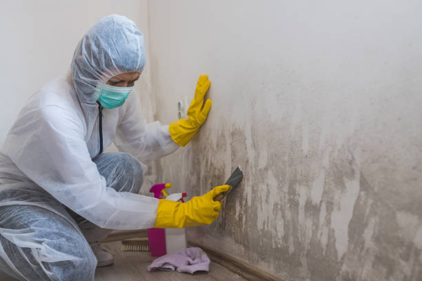 Best White Mold Remediation in Centerville, UT