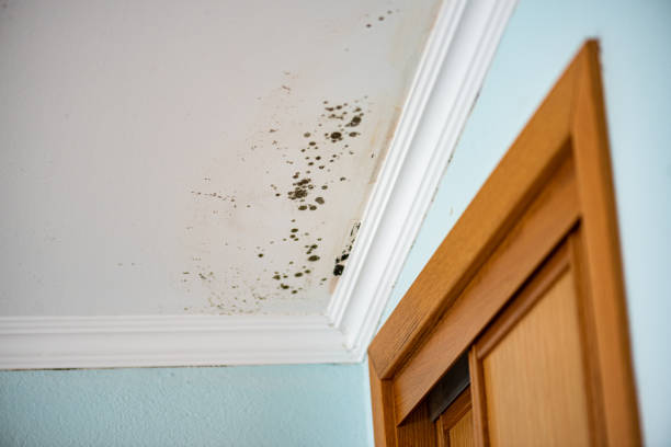 Best DIY Mold Remediation Support Services in Centerville, UT