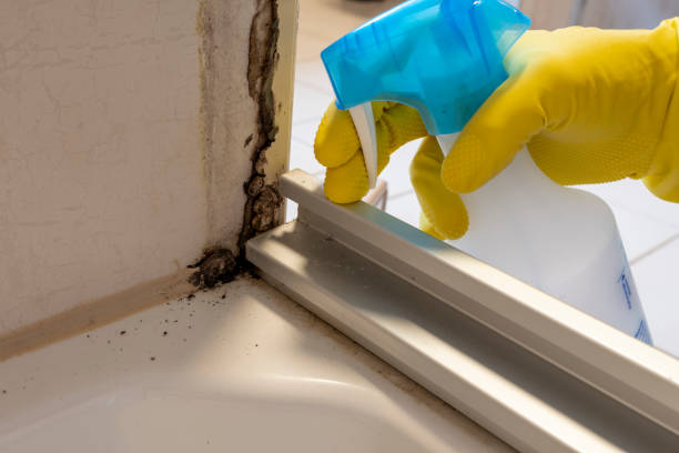 Best Attic Mold Remediation in Centerville, UT