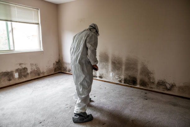 Best Post-Flood Mold Remediation in Centerville, UT