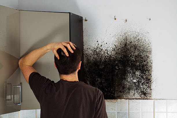 Best Black Mold Remediation in Centerville, UT