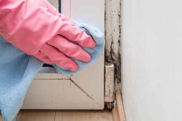 Best Residential Mold Remediation in Centerville, UT